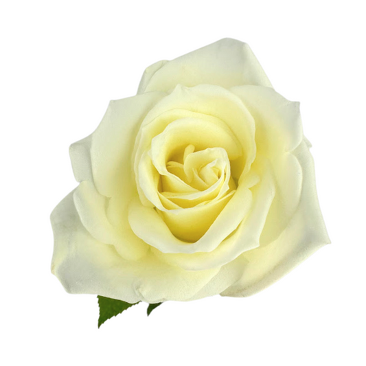 Rose, Standard—Ivory Varieties