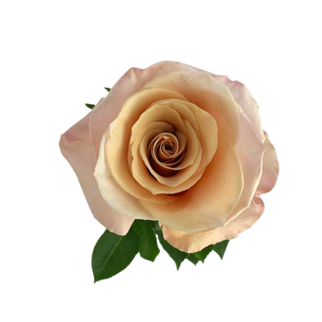 ROSE, STANDARD—BEIGE/BROWN VARIETIES