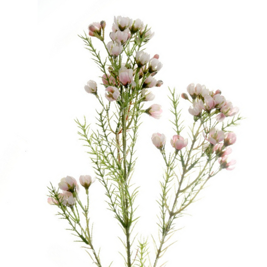 Waxflower