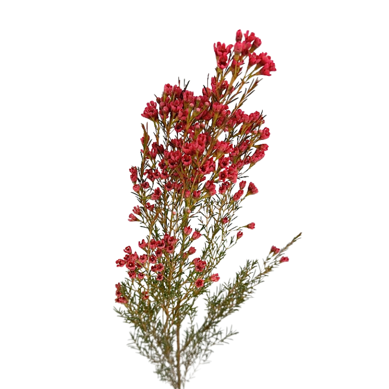 Waxflower Tinted Red (10 Stems)