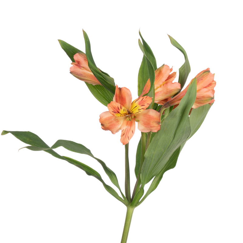 Alstroemeria Peach (10 Stem Bunch)