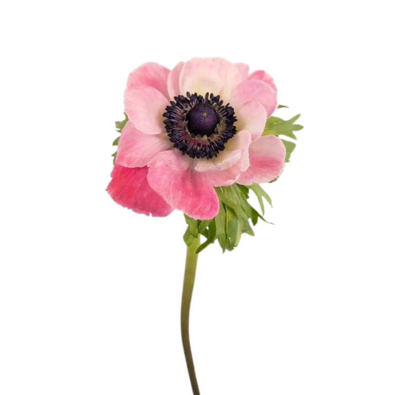 Anemone Light Pink (10 Stems)