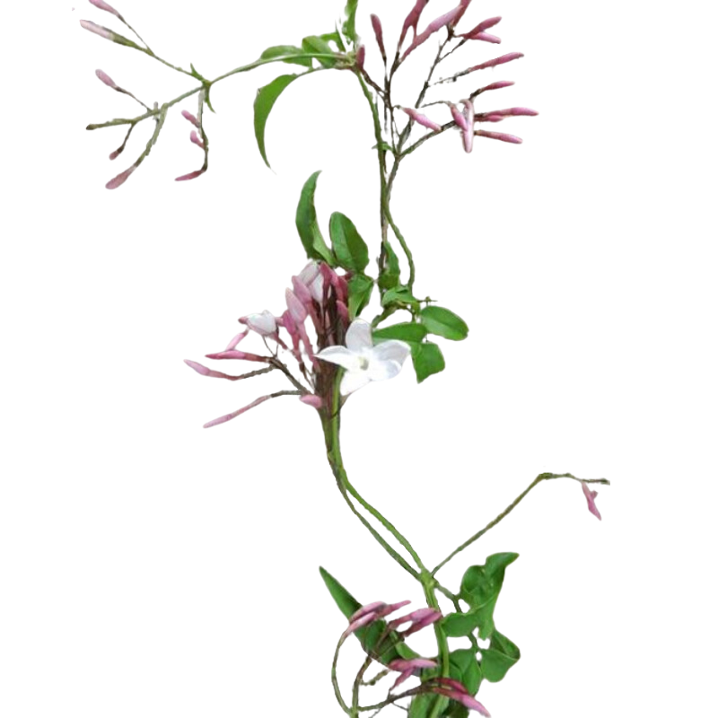 pink jasmine plant Jasmine Vine (10 stem bunch) – Metro Flower Market