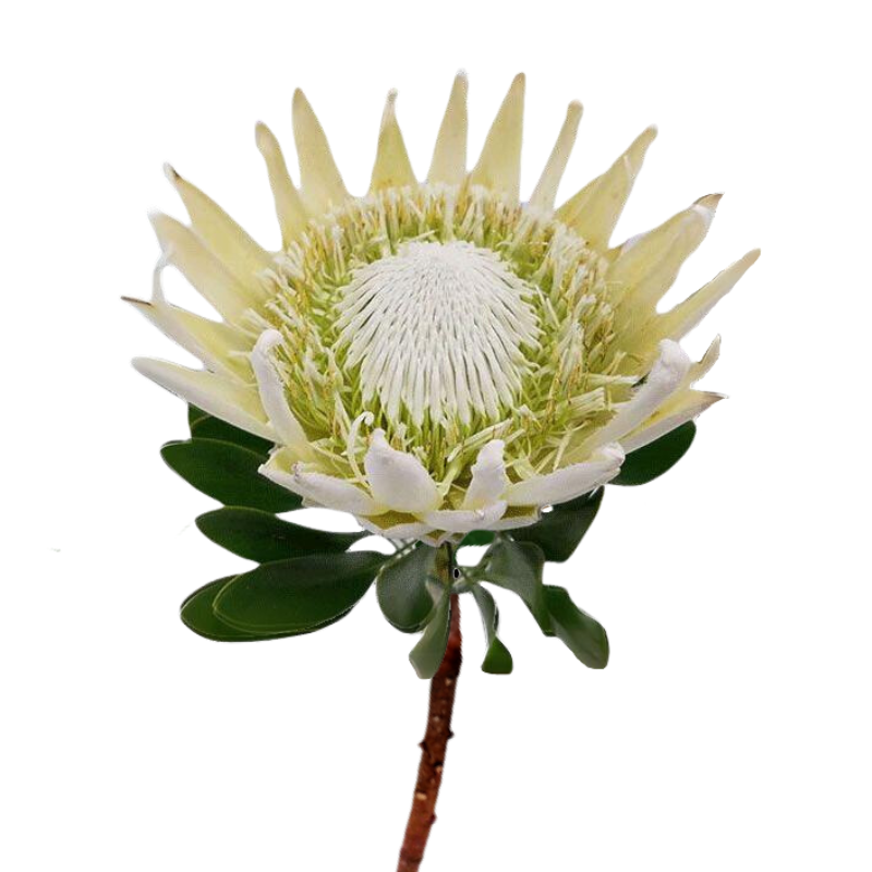 プロテアキングホワイト　1フラワー プロテアキングホワイト 1フラワー ドライフラワー プロテア キング
