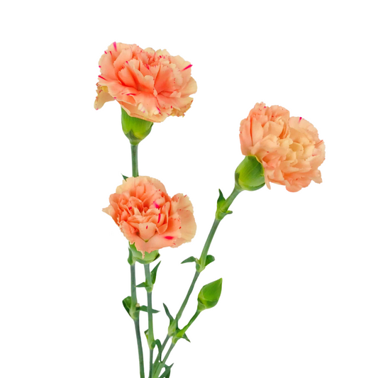 Mini Carnation Orange (10 Stems)