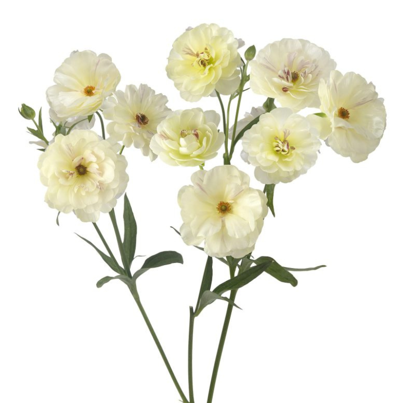 Ranunculus Butterfly Cream (10 Stems)