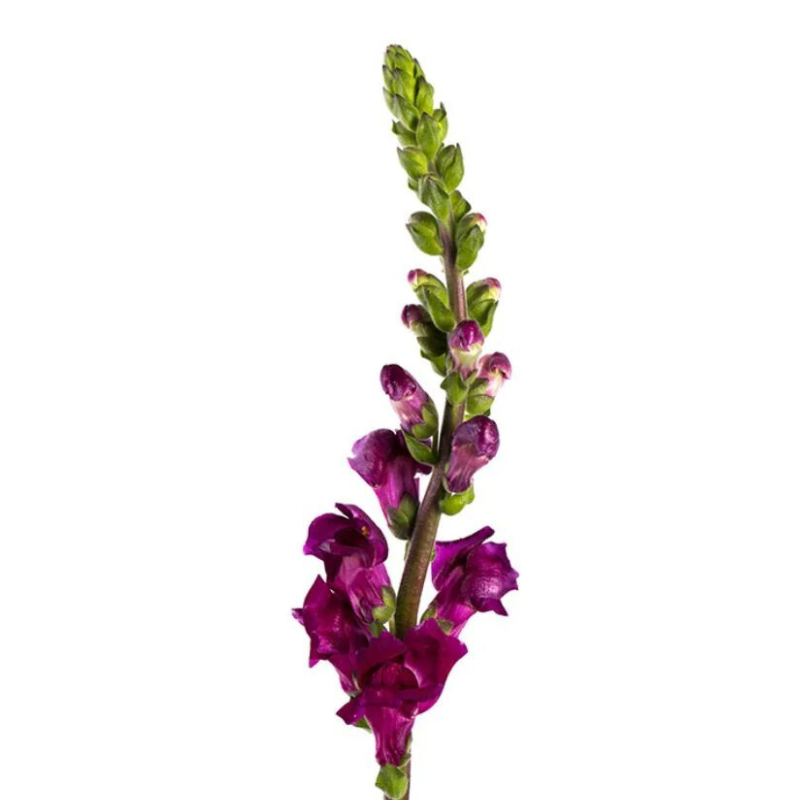 Snapdragon Purple 10 stems