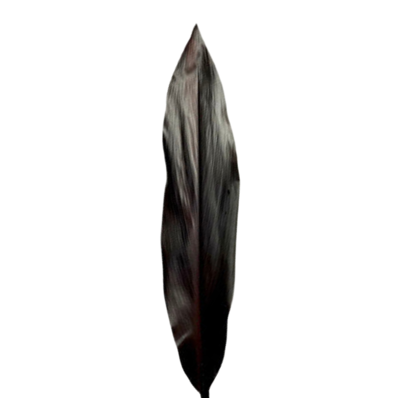 Ti Leaf Black (10 Stems)