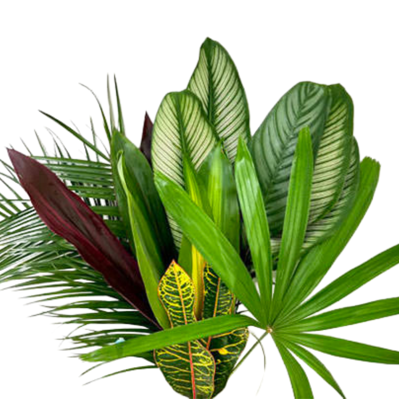 plastic tropical plants Tropical Foliage Assortment (Box) – Metro Flower Market