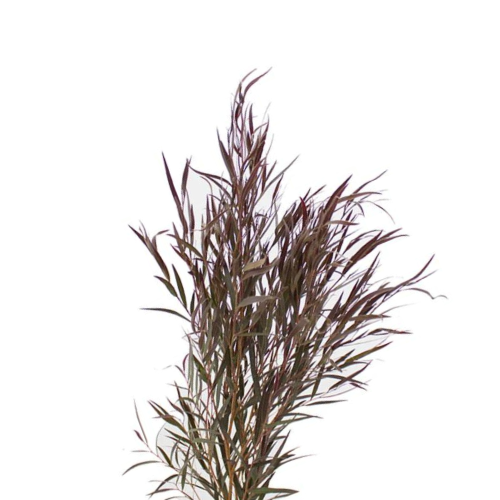 Agonis (10 Stems)
