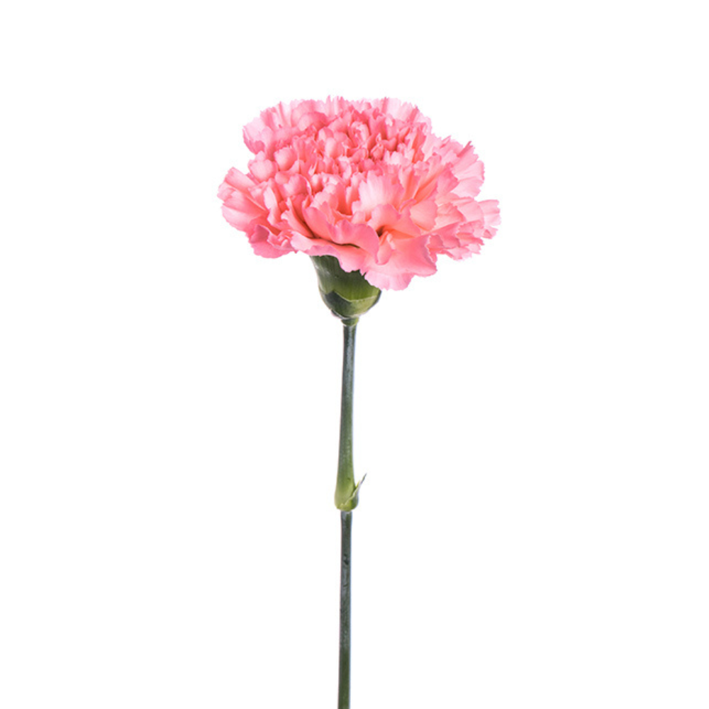 50ct Bulk Flowers Fresh Pink Carnations