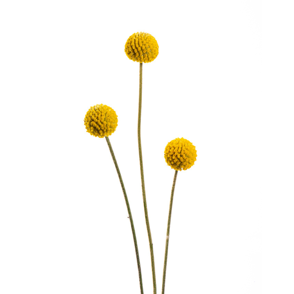 Craspedia Metro Flower Market