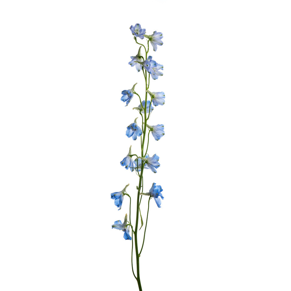 Delphinium Light Blue (10 Stems)