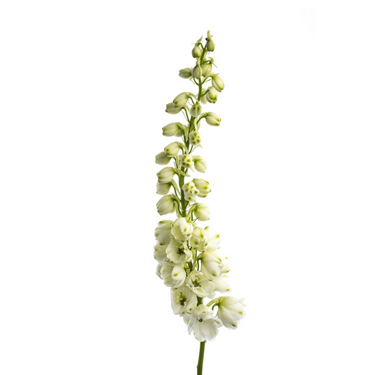 Delphinium White (10 Stems)