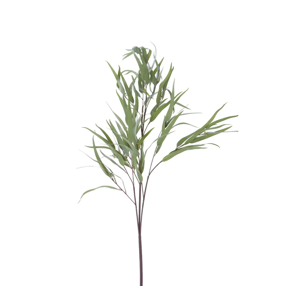 Eucalyptus Feather (10 Stems)