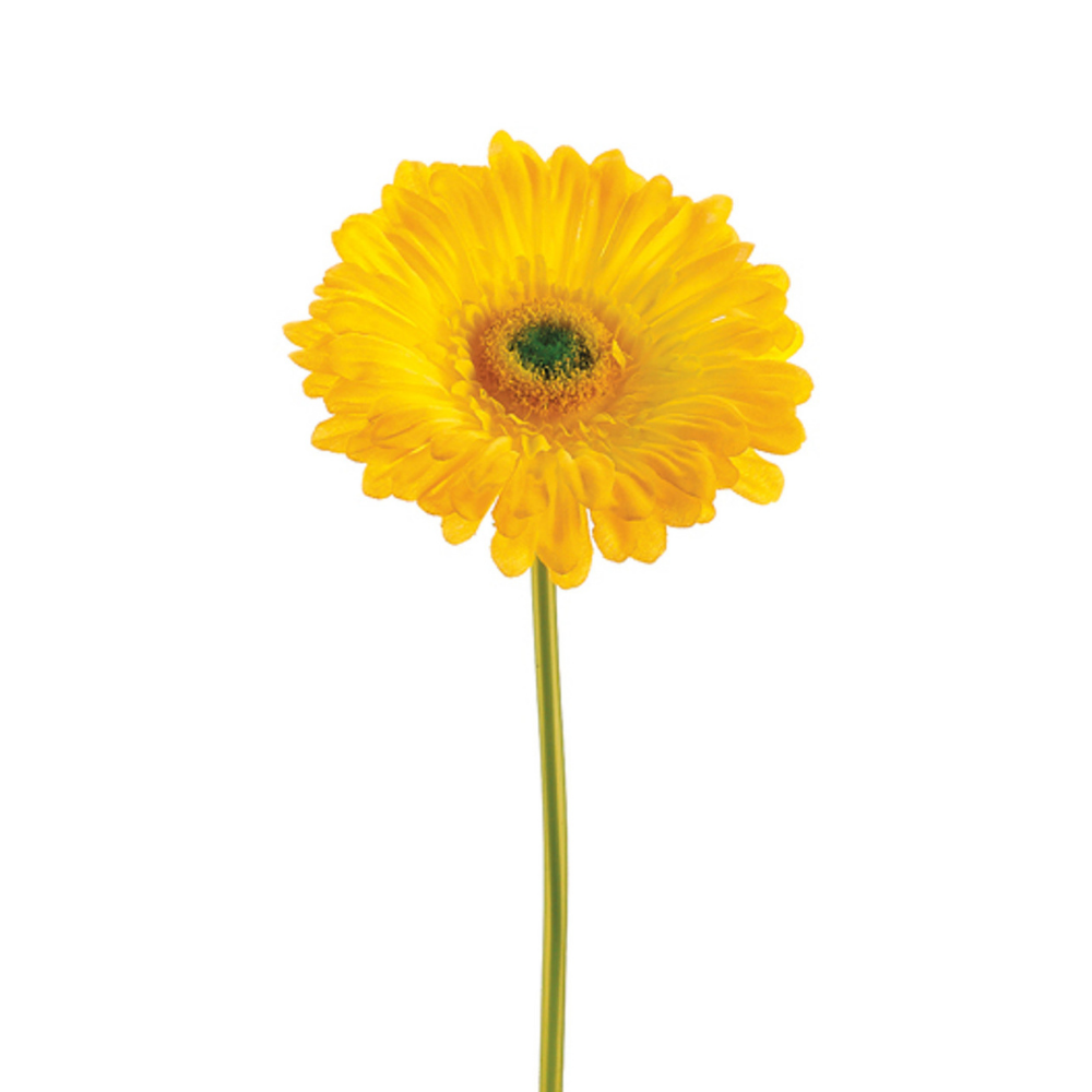 Gerbera Light Center Yellow (10 stems)