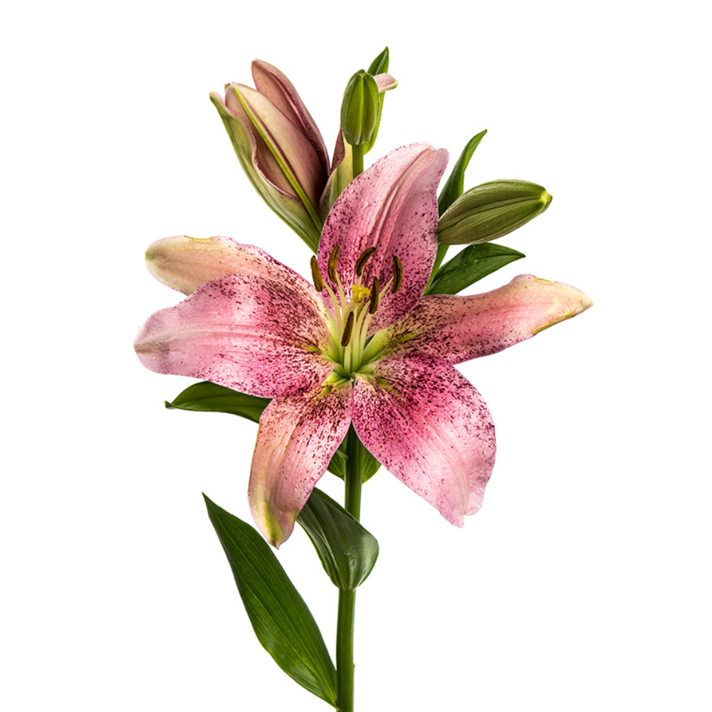 lily flower white and pink Oriental Lily Pink (10 stem bunch) – Metro Flower Market