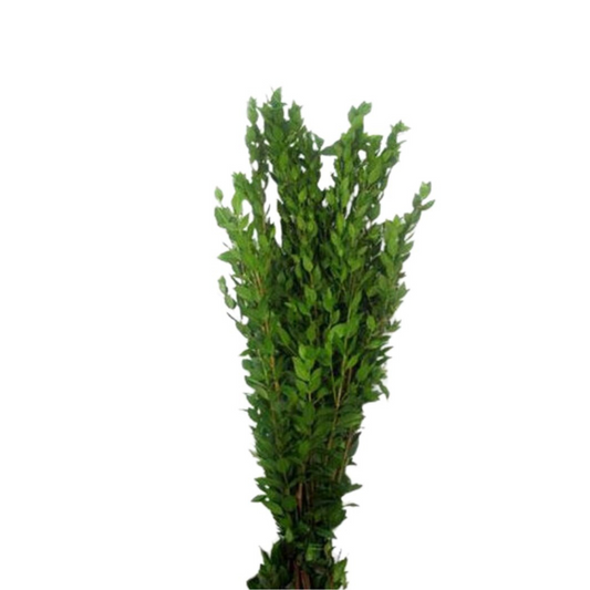 Myrtle (10 stems)