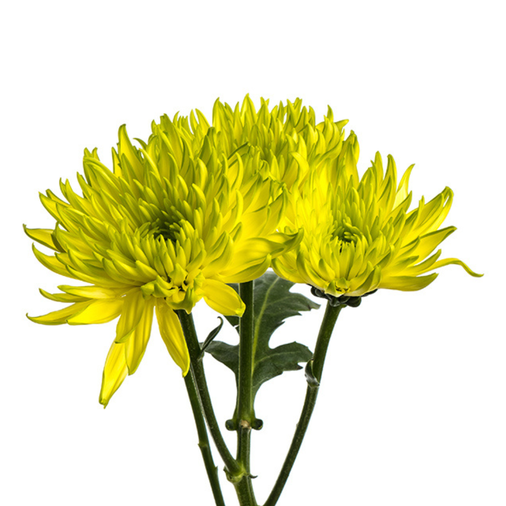 Pompom Cushion Green (7 stems)