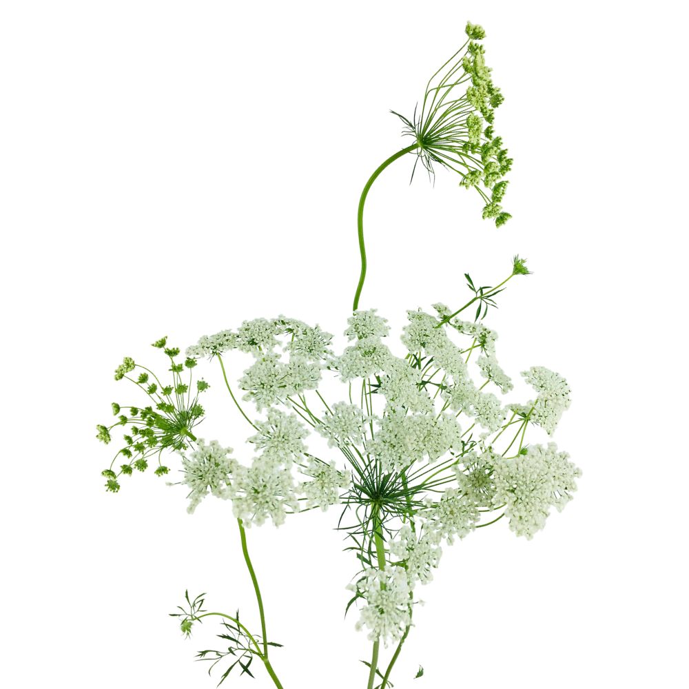 Queen Anne's Lace White (10 Stems) Metro Flower Market