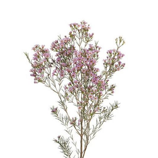 Wax Flower Pink (10 stems)