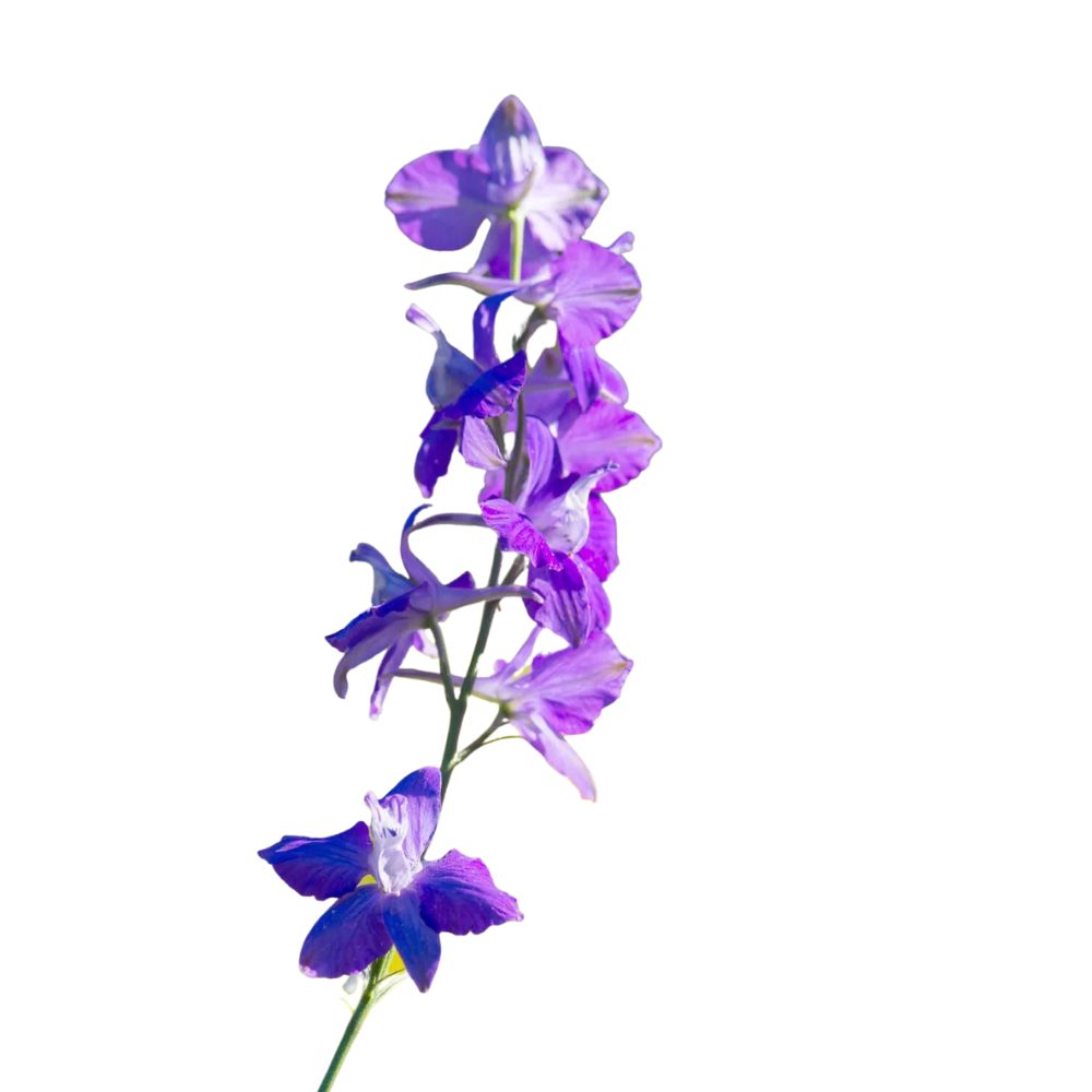 Larkspur Lavender/Purple (10 stems)