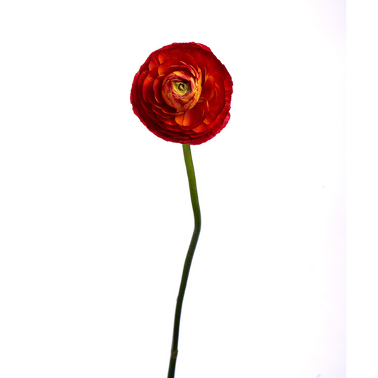Ranunculus Red (10 Stems)