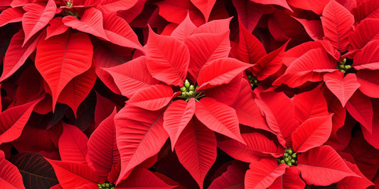 Wholesale Holiday Flowers at Metro Flower Market: Fresh, Seasonal, and Always in Bloom