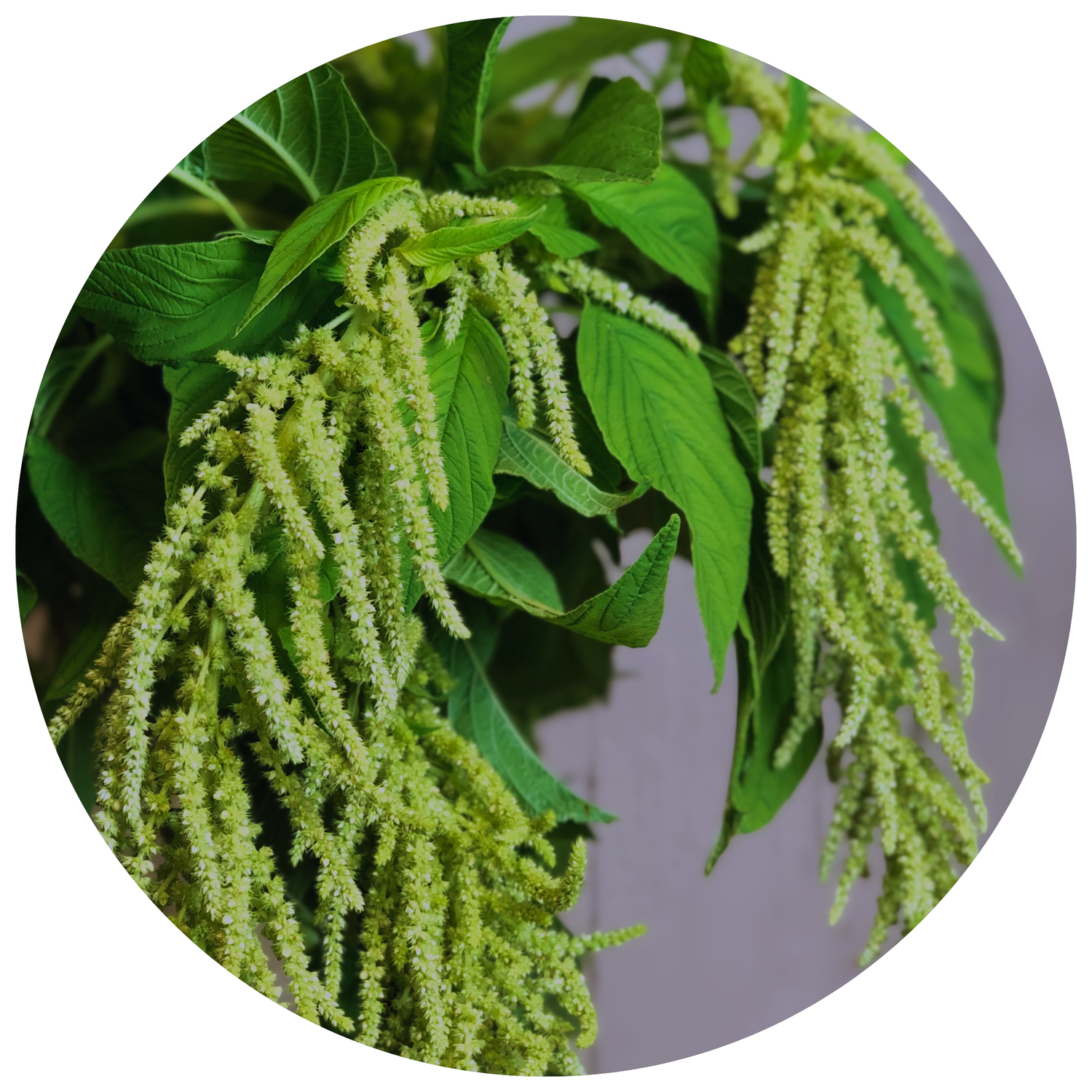 AMARANTHUS