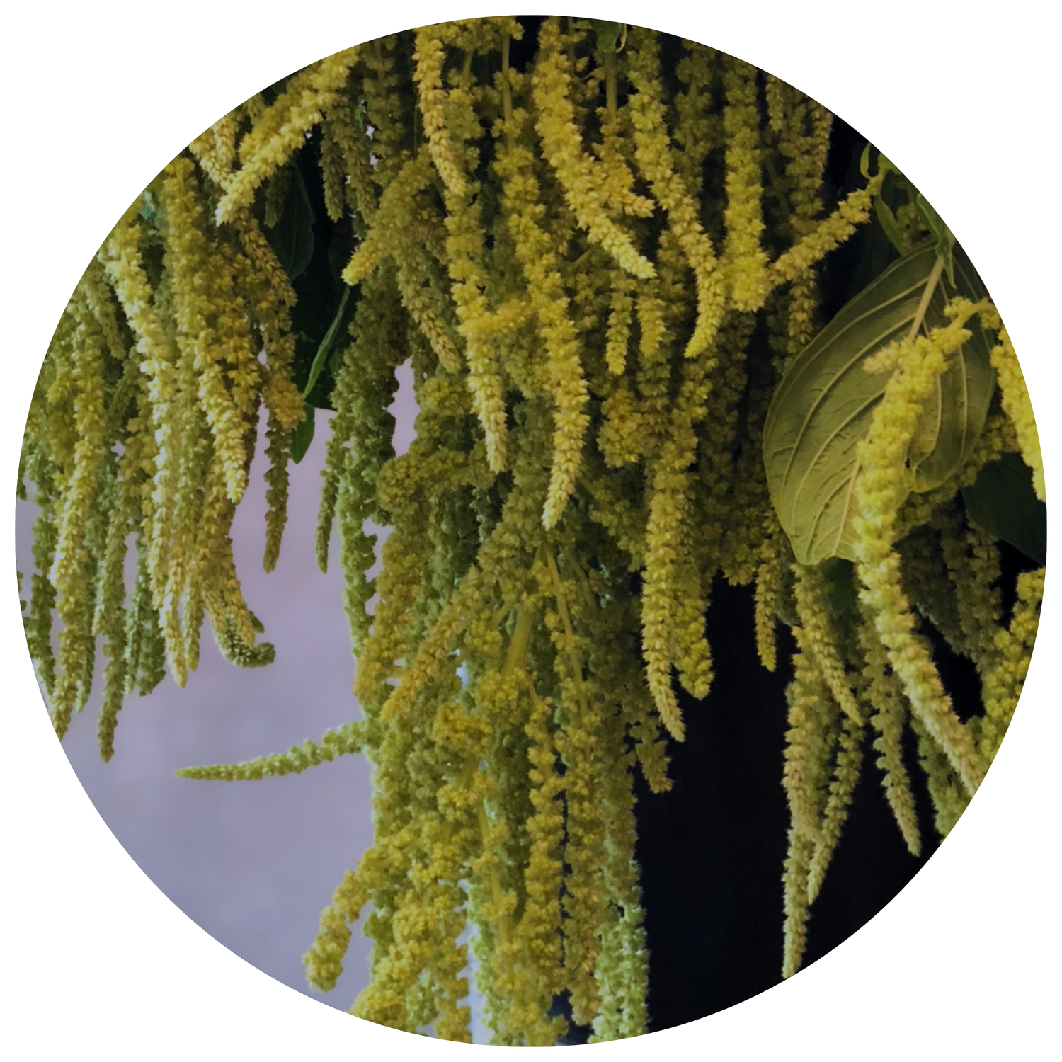 amaranthus - hanging