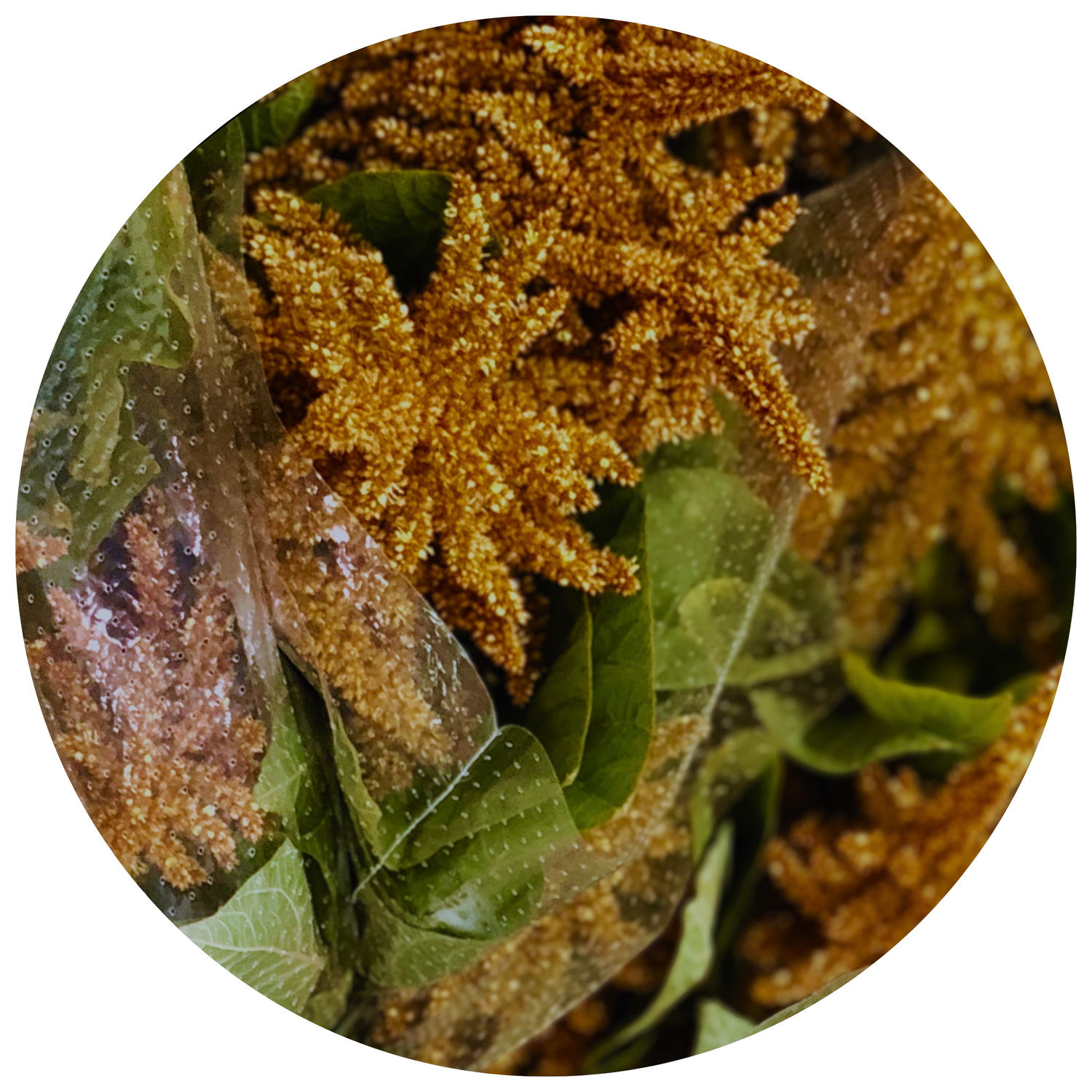 amaranthus - upright