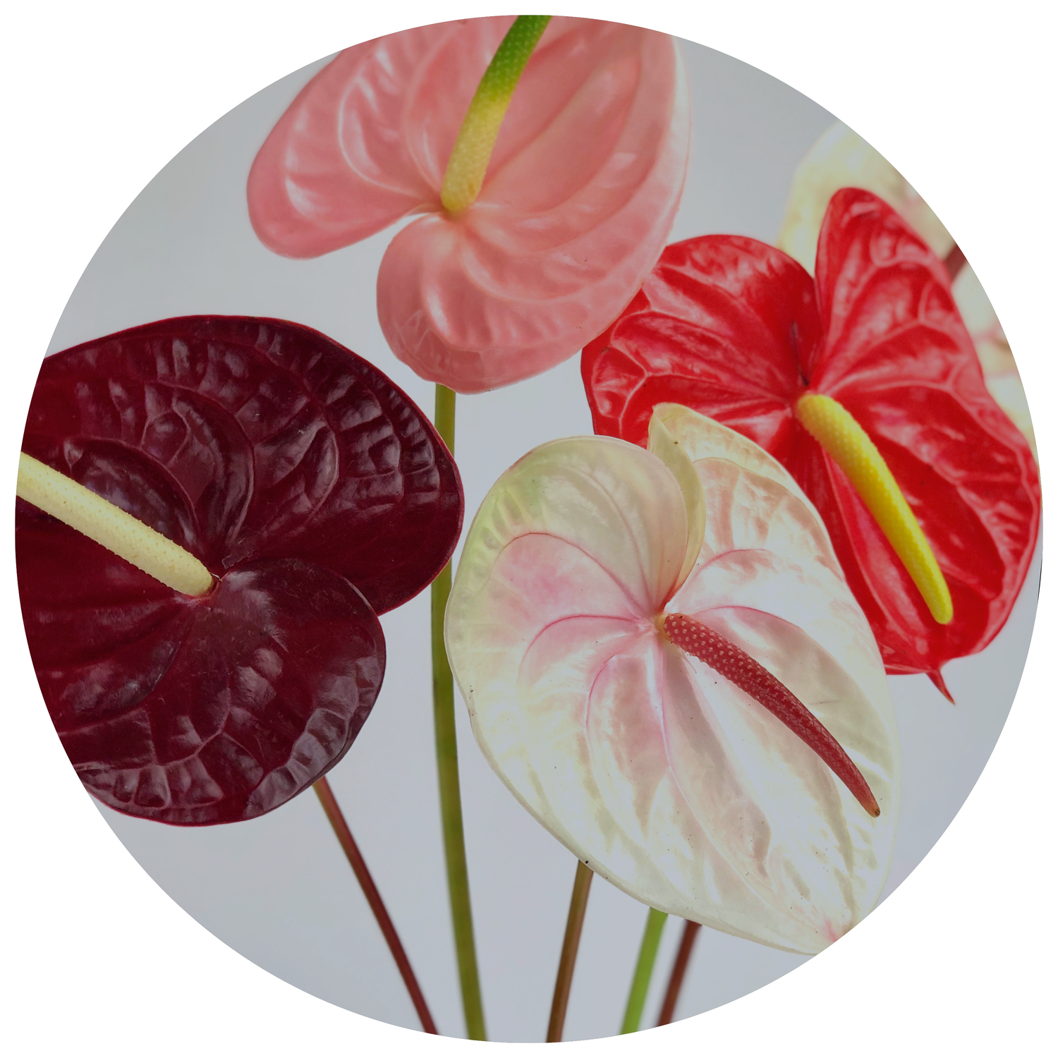 ANTHURIUM