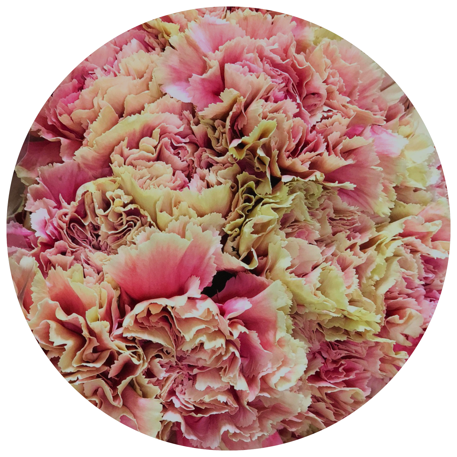 carnation