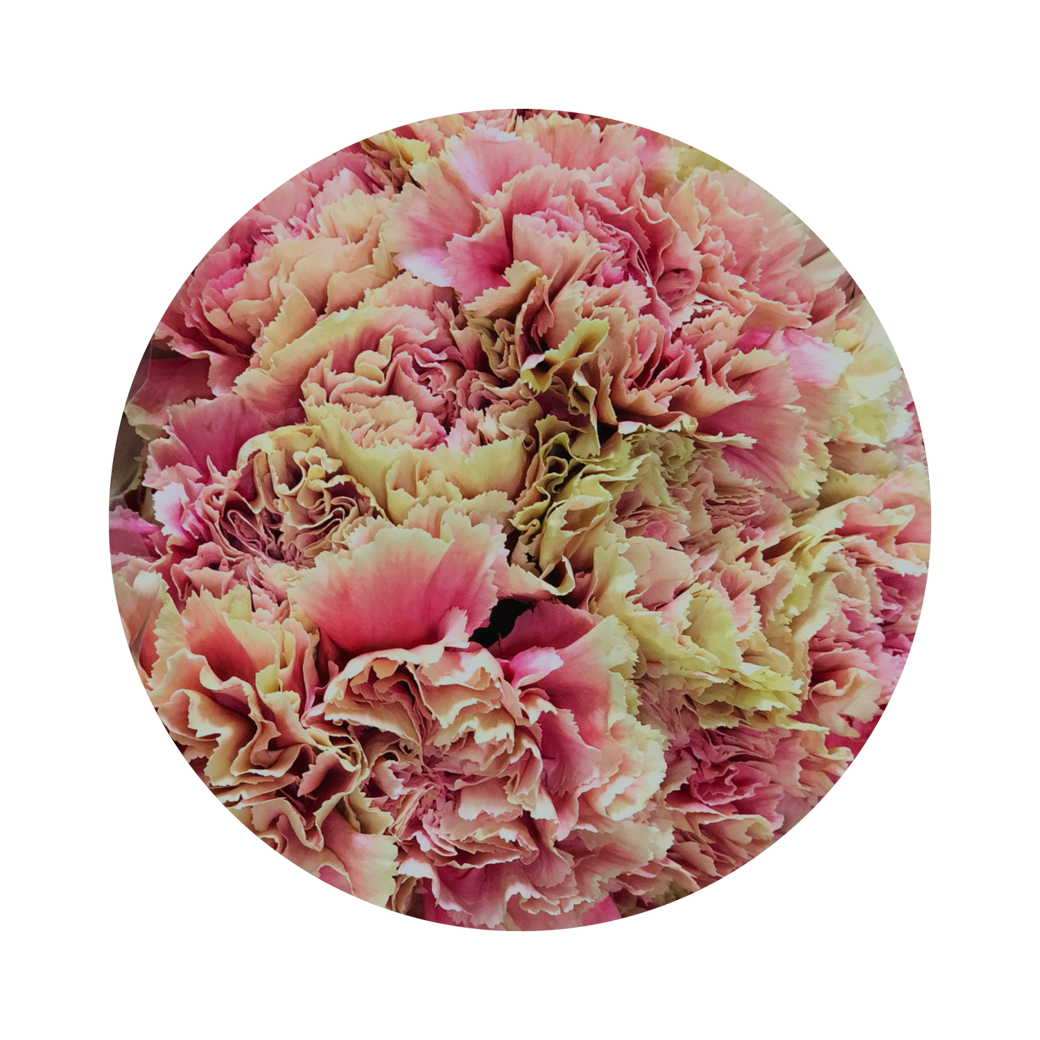 carnation - novelty