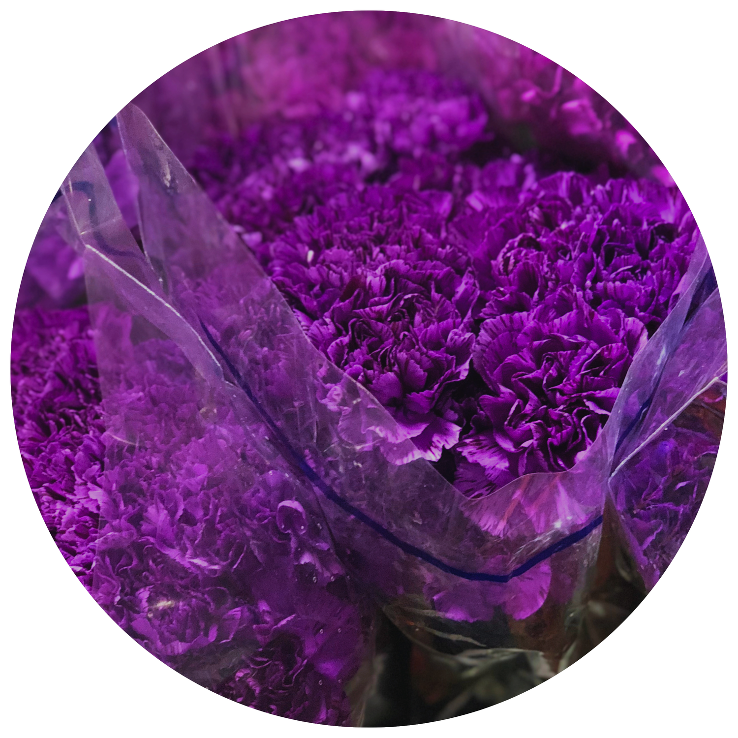 carnation - moon series