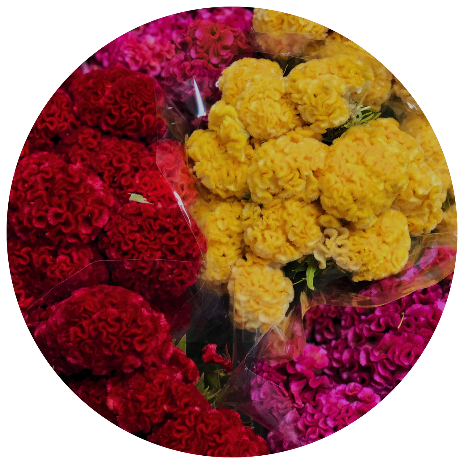 celosia - coxcomb
