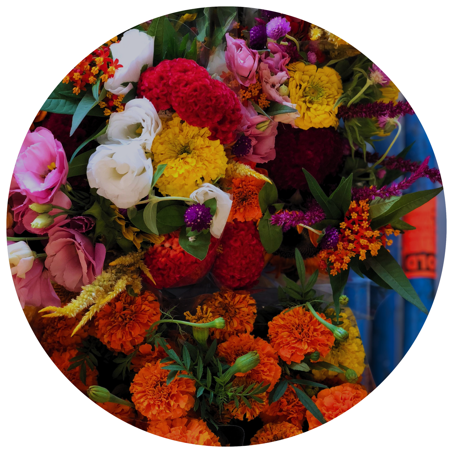 CELOSIA