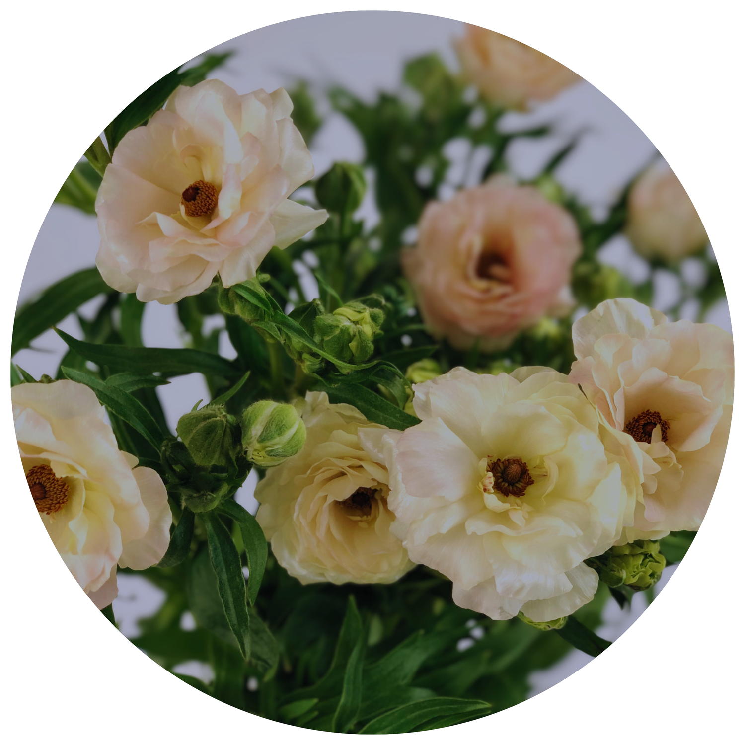 ranunculus - butterfly