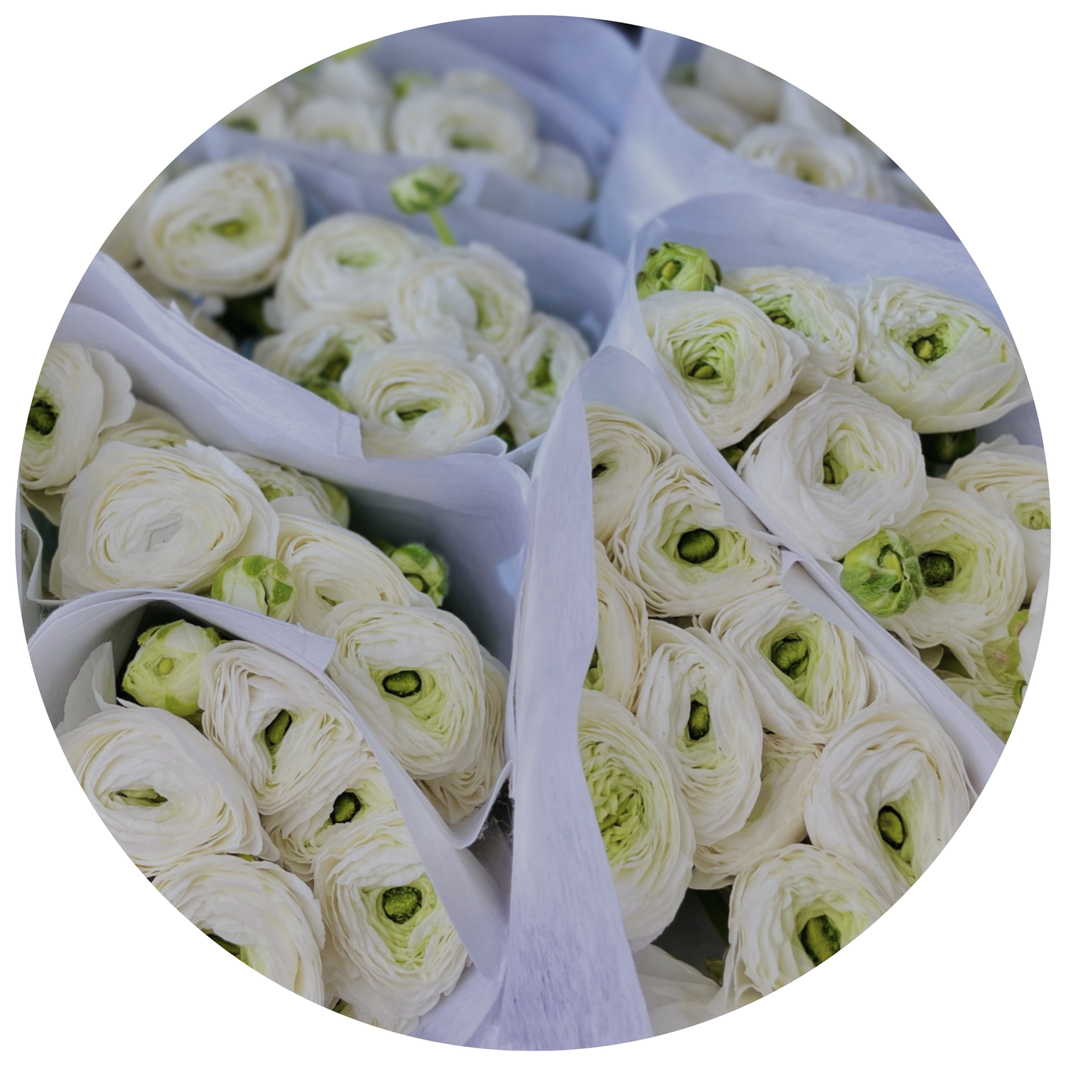 RANUNCULUS - CLONI