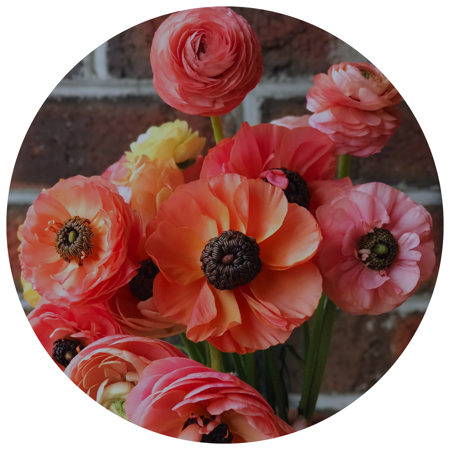 RANUNCULUS - ELEGANCE