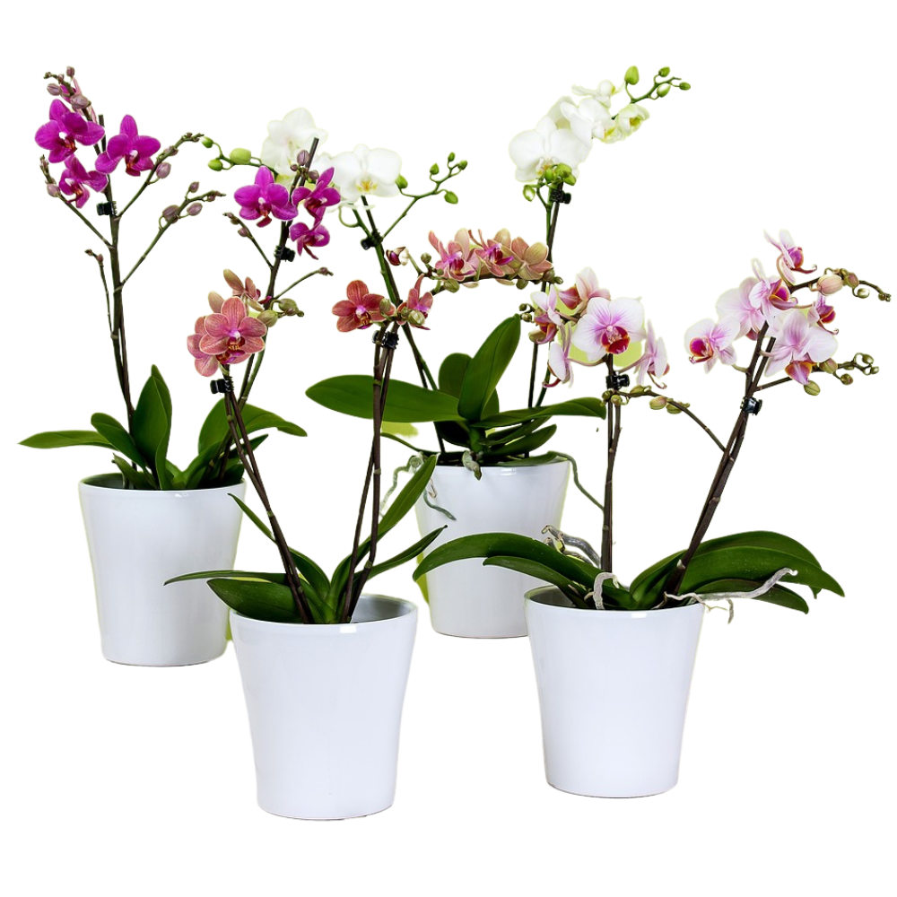 Plants