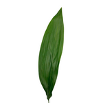 Aspidistra (10 stems)