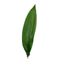 ASPIDISTRA (10 STEM BUNCH)
