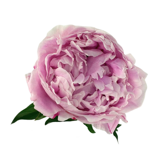 PEONY SARAH BENHART (5 STEM BUNCH)