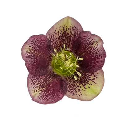 Helleborus Purple Bicolor (10 stem bunch)
