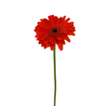 Gerbera Dark Center Orange (10 stems)