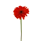 Gerbera Dark Center Orange (10 stems)