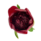 Peony Red Charm