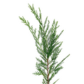 Leyland Cypress