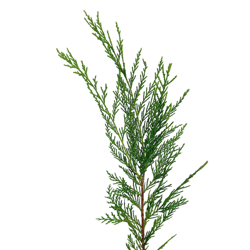 Leyland Cypress